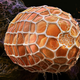 Illustration for article titled Butterfly Eggs Dont Look Like Theyre From This World
